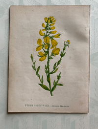 Small antique wild flower print (D)
