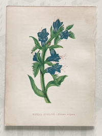 Small antique wild flower print (P)