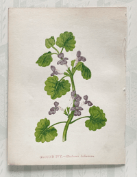 Small antique wild flower print (O)