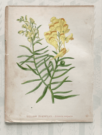 Small antique wild flower print (N)