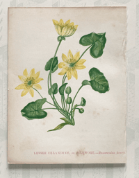 Small antique wild flower print (M)
