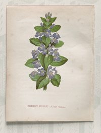 Small antique wild flower print (L)