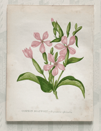Small antique wild flower print (K)