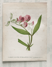 Small antique wild flower print (J)