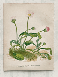 Small antique wild flower print (I)