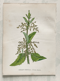 Small antique wild flower print (H)