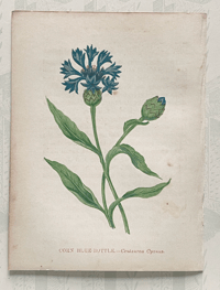 Small antique wild flower print (G)