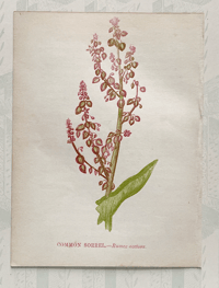 Small antique wild flower print (F)