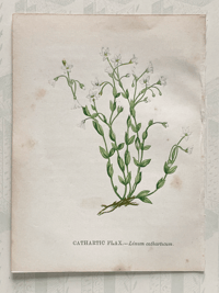 Small antique wild flower print (E)