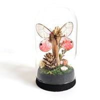 Image 2 of Blushing Phantom Butterfly Woodland Cork Dome