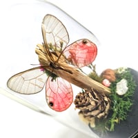 Image 3 of Blushing Phantom Butterfly Woodland Cork Dome