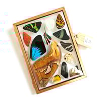 Image 1 of Copper Butterfly & Moth Wing Medley Standing Frame