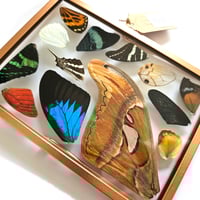 Image 2 of Copper Butterfly & Moth Wing Medley Standing Frame