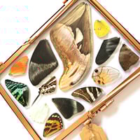 Image 3 of Copper Butterfly & Moth Wing Medley Standing Frame