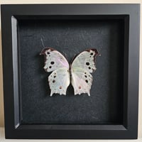 Image 1 of Framed - Forest Mother-of-Pearl Butterfly