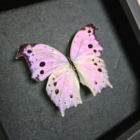 Image 2 of Framed - Forest Mother-of-Pearl Butterfly