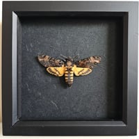 Framed - Death's-Head Hawkmoth