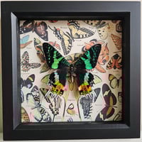 Vintage - Madagascan Sunset Moth