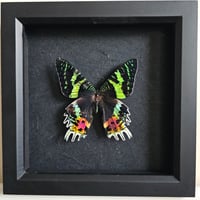 Framed - Madagascan Sunset Moth II