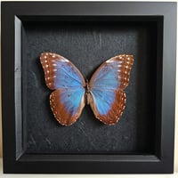 Framed - Blue Morpho Butterfly