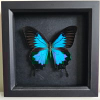 Framed - Ulysses Swallowtail Butterfly