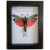 Framed - Rainbow Milkweed Locust I