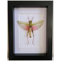 Framed - Rosea Grasshopper
