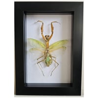 Framed - Giant Green Asian Mantis