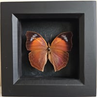 Image 1 of Framed - Salamis Anteva Butterfly