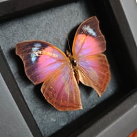 Image 2 of Framed - Salamis Anteva Butterfly