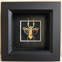 Framed - Jewelled Flower Mantis
