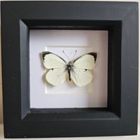 Framed - Large White Butterfly