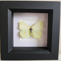 Framed - Brimstone Butterfly