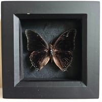 Framed - Demon Charaxes Butterfly