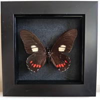 Framed - Gayi Swallowtail Butterfly