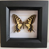 Framed - UK Swallowtail Butterfly (Vintage)