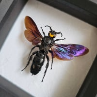 Image 2 of Framed - Scoliid Wasp I