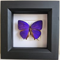 Copy of Framed - Arhopala Hairstreak Butterfly (RARE) I