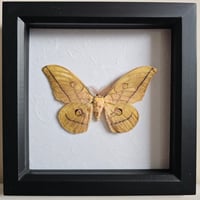 Framed - Japanese Oak Silkmoth