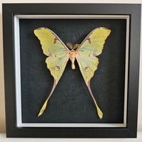 Framed - African Moon Moth