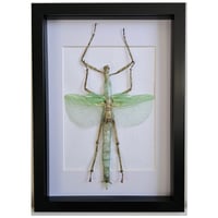 Framed - Giant Green Walking Stick Insect