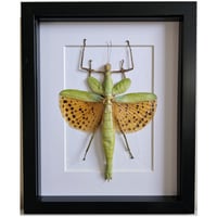 Framed - Giant Golden Stick Insect
