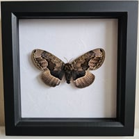 Framed - Brahmaea Tancrei Silkmoth (UNCOMMON)