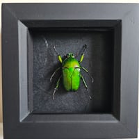 Framed - Giant Green Flower Beetle