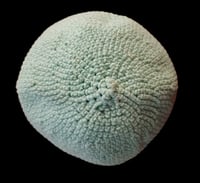 Image 2 of Cotton Green Handmade Crochet Hat