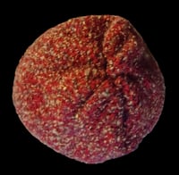 Image 3 of Red &amp; Gold Two Layer Crochet Hat