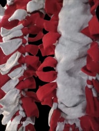 Image 4 of Scarlet/Gray Double Thick Fleece Scarf