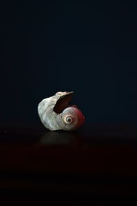 The Shell: Explorations in Still Life
