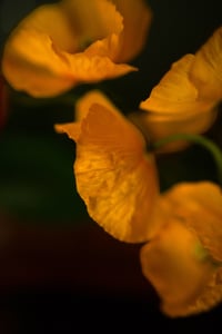 The Rejects 2025: Yellow Poppy Parade