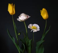 The Rejects 2025: The Poppy, the Peony, and the Tulips